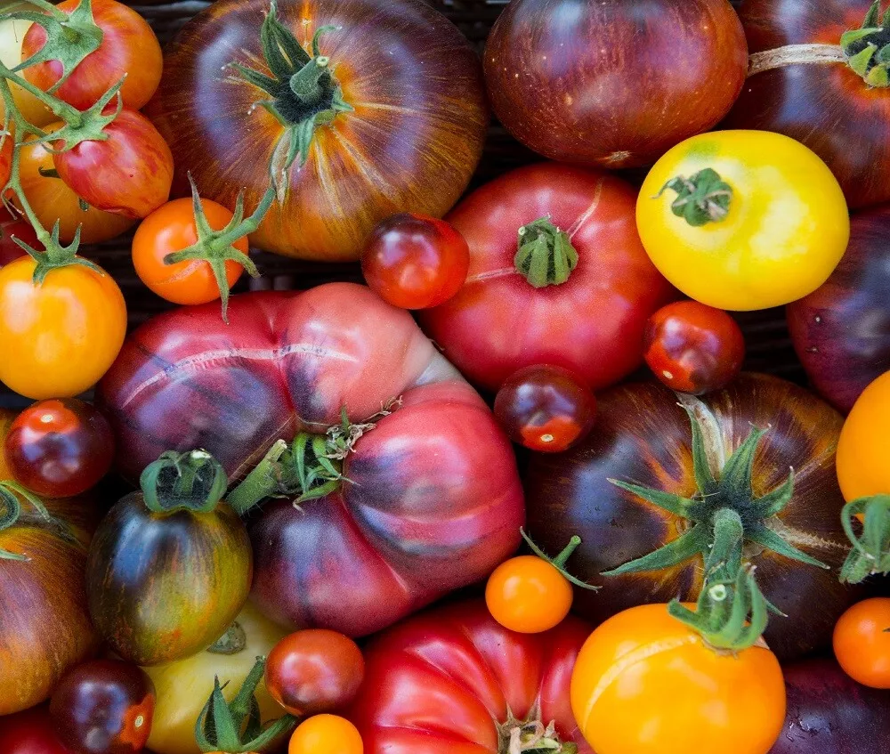 AW 50 Seeds Rainbow Beefsteak Tomato Organic Non Gmo Herb Easy To Grow - £7.49 GBP