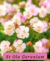 5924 st ola geranium pop thumb200