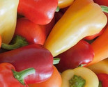 Santa Fe Hot Pepper Seeds 50 Grande Vegetable Garden Hot Pepper Fast Shi... - $8.99