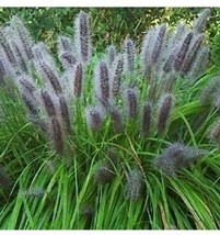 10 Black Cat Tail Pampas Grass Seeds Perennial Flowering Grasses Garden USA Ship - £4.60 GBP