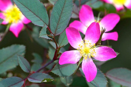 USA Seller 12 Redleaf Rose Seeds Rosa Rubrifolia Free Shipping - £12.14 GBP