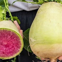 Radish 200 Watermelon Seeds Gardening Fresh USA Seller - $9.15