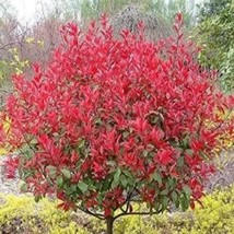 Red Robin Photinia – Stunning Evergreen Shrub Seeds - €8,70 EUR