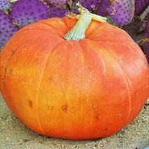 Seeds Fresh Mammoth Gold Pumpkin Competition Big Giant Pumpkins Vegetable - £7.80 GBP