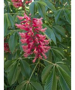 Aesculus Pavia (Scarlet Red Buckeye) 1-2 yo plant, 4-8 inches Tall, bare... - $462.20 MXN