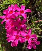 US Seller Phlox Subulata Wild Pink Moss Phlox 30 Seeds Meaningful Gift New Fresh - £9.80 GBP