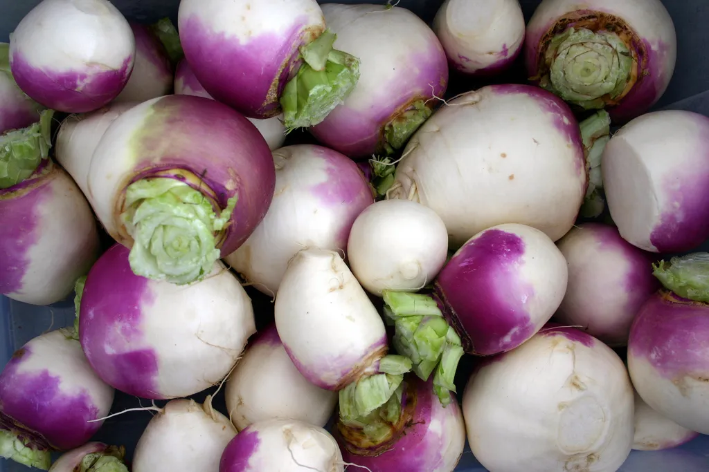 1360 seeds turnip, PURPLE TOP eat greens vegetable  - $7.99
