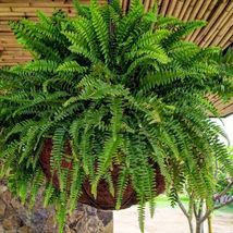 Scaly male fern (Dryopteris affinis) Ornamental Live Plant 10”-20” - £52.75 GBP