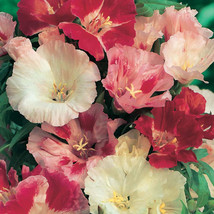 LWSTORE 50 Mountain Garland Clarkia Flower Seeds Mix Reseeding Annual Godetia US - £7.12 GBP