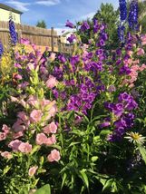 400 seeds CANTERBURY BELLS MIX colors Campanula Seeds from my garden Fro... - $10.00