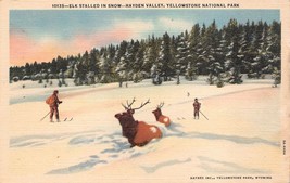 Antique Postcard Elk Stalled in Snow-Hayden Valley,Yellowstone National ... - £2.99 GBP