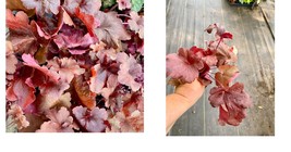 Coral Bells or Heuchera Fire Alarm Live Perennial Plant - $33.99