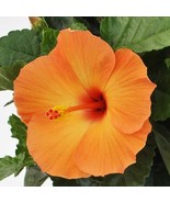 CLK 100 Orange Hibiscus Seeds Hibiscus Rosa-sinensis Garden Flowers Seed - $8.20 CAD