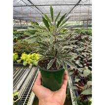 Aralia Bianca - $12.99+