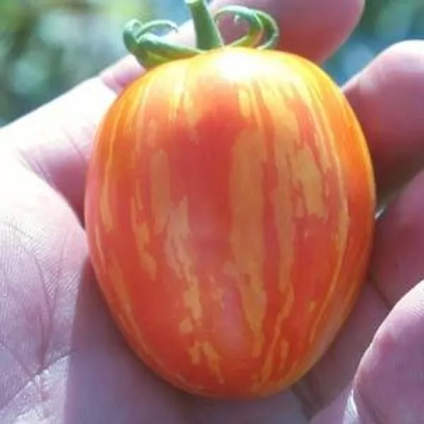 50 Seeds Rambling Gold Stripe Tomato Vegetable Edible Canning Gardening ... - £10.28 GBP