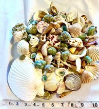Seashell Bundle 125 Seashells Of Various Sizes Over 2 Pounds Crafting Decor - £22.02 GBP