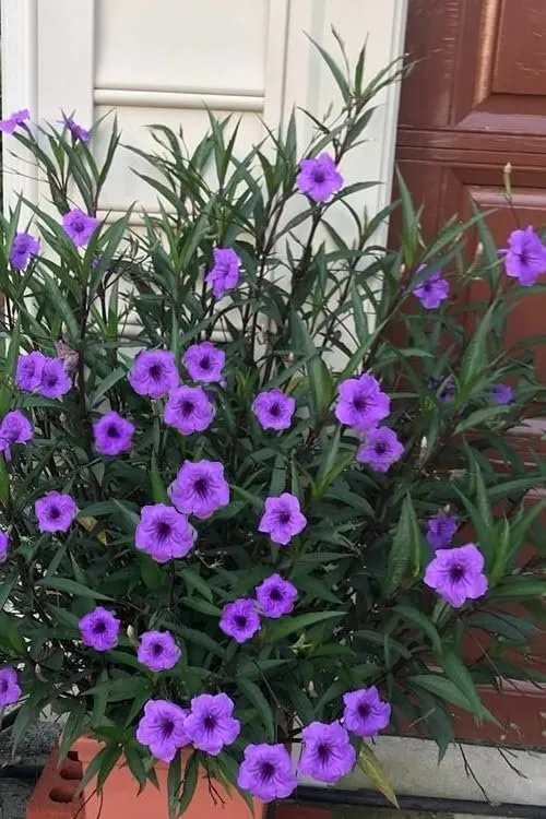 Mexican Petunia Purple Large Plants Ruellia Brittoniana  - £50.32 GBP