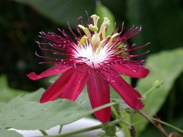 LADY MARGARET~~Red Burgundy Passion Flower Vine Fragrant Live Plant Passiflora - £23.91 GBP