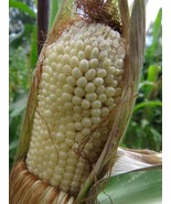 Bearpaw Popcorn - unique corn from New England - $101.80 MXN