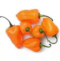 USA-Seller 50PCS Pepper Seeds Vegetables Habanero Orange Chilli seeds - £6.41 GBP