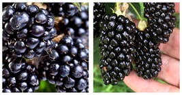 Big Daddy Thornless Blackberry 4 Pack - Live Plants Outdoor Garden - £52.74 GBP