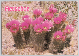 Hedgehog Cactus (Echinocereus fasciculatus) Postcard - $6.43