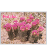 Hedgehog Cactus (Echinocereus fasciculatus) Postcard - £4.82 GBP