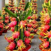 Dragon Fruit Plant | Live Pink Flesh Dragon Plant | Dragon fruit Plant 1  - £19.98 GBP