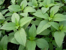 Lime Basil Seeds, Hoary Basil, NON-GMO, Variety Size Packets, Free Shipping Fres - £9.36 GBP