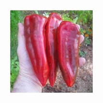 Red Marconi Sweet Pepper, 10 seeds (Ca 007) - £3.16 GBP