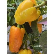 25 Seeeds Coral Bell Pepper Seeds Fresh Seeds - $10.50