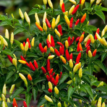 25 Tabasco Pepper Seeds Fresh Gardening - $13.26 CAD