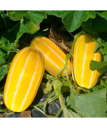 SML Cow Pea Seeds For Planting 50 Seeds Wa Bulk Seeds - €15,94 EUR