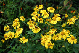 Sneezeweed Helen&#39;S Flower Yellow Flower Sneeze Weed 320 Seeds  - £6.36 GBP