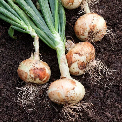 White Sweet Spanish Onion Non Gmo 250 Seeds - $9.60