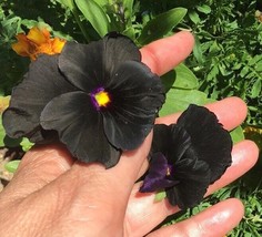 BLACK PANSY SEEDS+70+ABSOLUTELY BEAUTIFUL+BUY 2 GET 1 FREE - £7.02 GBP