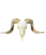 Real Ram Skull Real Merino Ram Skull - Approx Size: 13LX27WX9D inches Sk... - $4,598.90 MXN