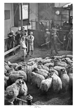 pt6093 - Skipton Sheep Market 11 October 1944 , Yorkshire - print 6x4 - $2.80