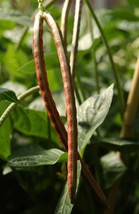 AW 50 Purple Pinkeye Cowpea Southern Pea Crowder Vigna Unguiculata Seeds US - $10.79