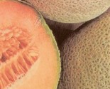 Top Mark Melon Seeds Heirloom Non-Gmo 25 Canalope Seeds - $8.99