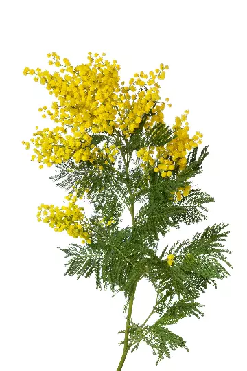 Golden Mimosa Tree 40 Seeds From US - $11.99