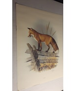 RED FOX PRINT BY STEVE DILLARD, LIMITED EDITION 157/850 - £66.70 GBP