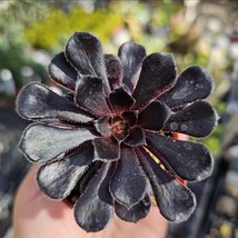 Aeonium Black Rose | Aeonium arboreum zwartkop | 2in pot - $8.90