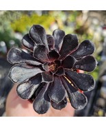 Aeonium Black Rose | Aeonium arboreum zwartkop | 2in pot - $12.47 CAD