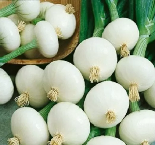 500 Onion Seeds Pickling Crystal White Wax Garden Seeds Easy To Grow - £11.79 GBP