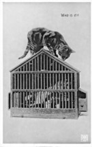WHO IS IT? CAT EYES BIRD IN CAGE~PHOTO POSTCARD - £5.98 GBP