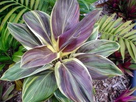Good Luck Plants MISS ANDREA Cordyline Terminalis Hawaiian Ti Plant  - £32.23 GBP