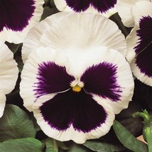 100 Snow Pansy Seeds White Blotch Flower Seeds Snowpansy - Garden - Freeship - £28.31 GBP