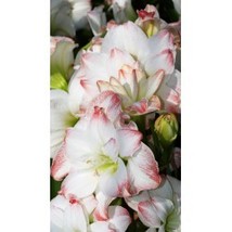 100 Seeds, Amaryllis Bonsai Pots, Hippeastrum Flowers SH112025C - £14.10 GBP