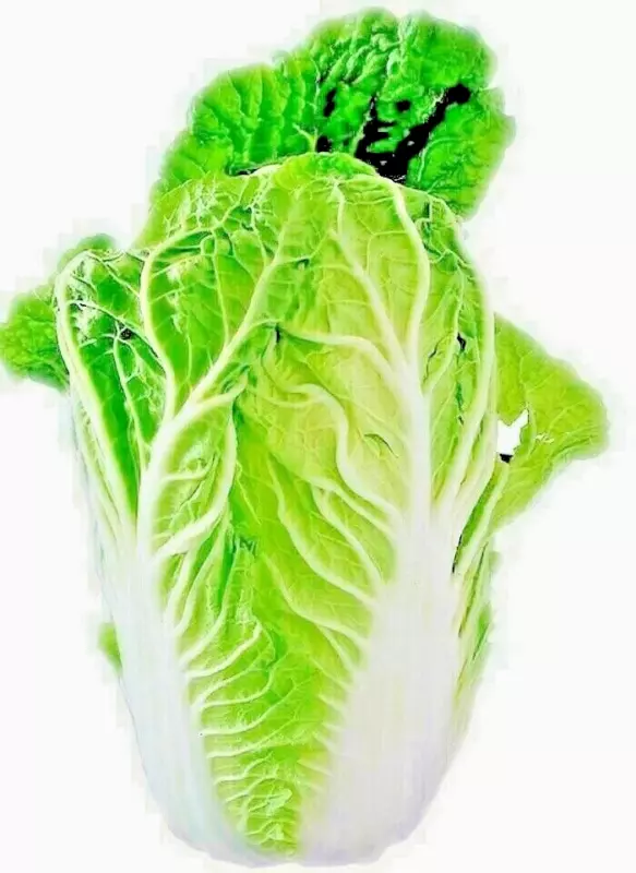 Chinese Cabbage 100+ Seeds Spring Microgreens Garden Vegetable Salads He... - $4.48